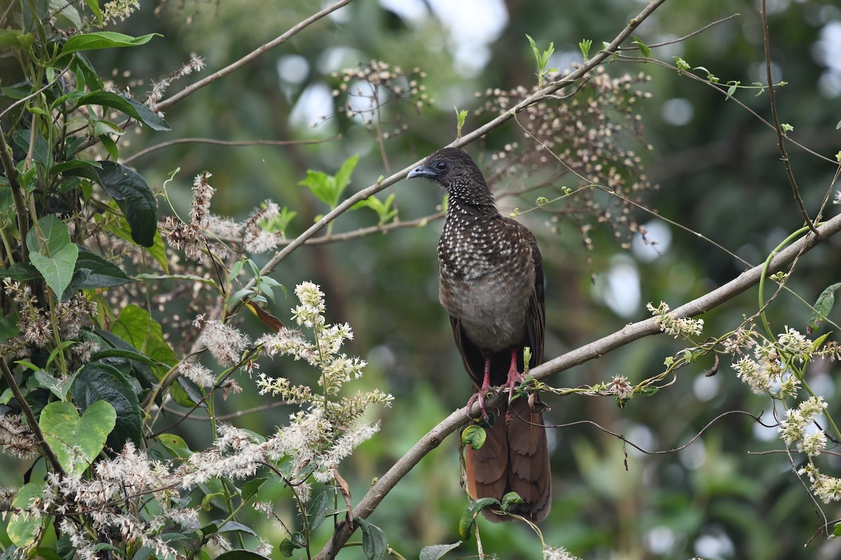 Chachalaca Moteada - ML623655525