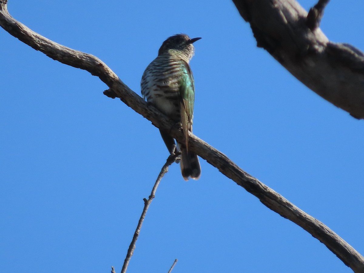 Shining Bronze-Cuckoo - ML623655531