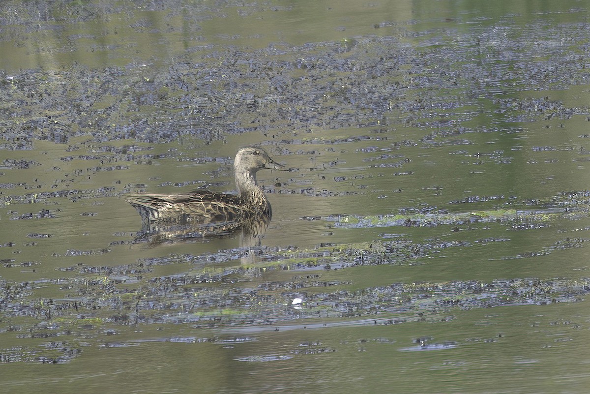 Canard colvert - ML623655555