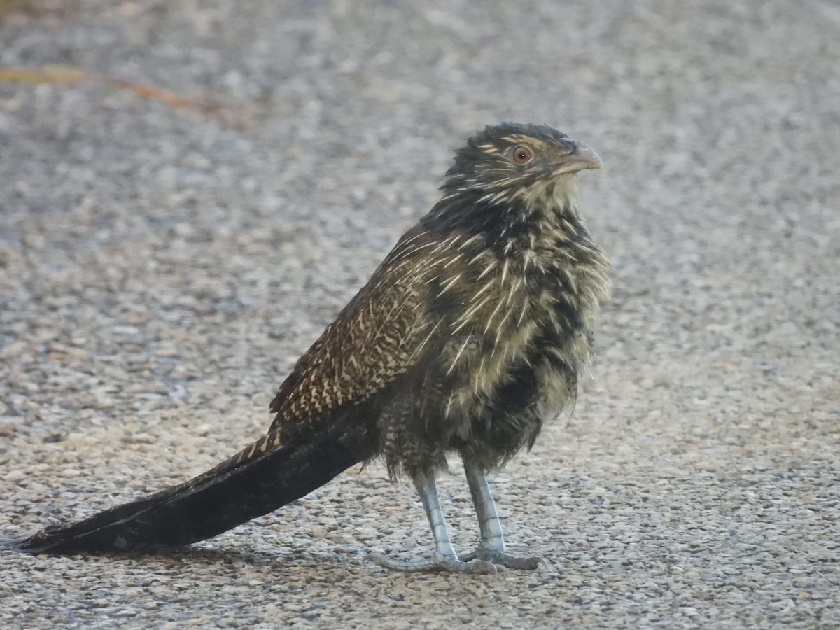 Pheasant Coucal - ML623655564