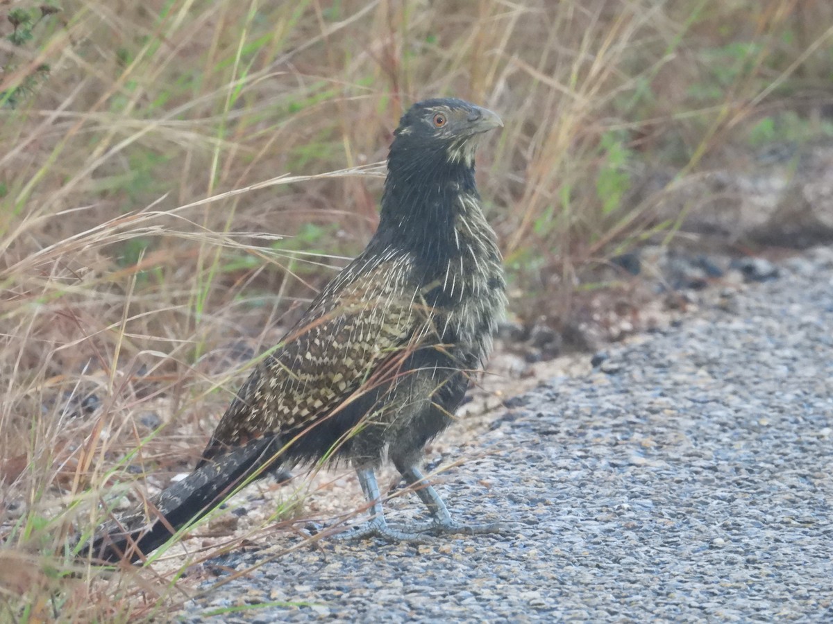 Pheasant Coucal - ML623655565