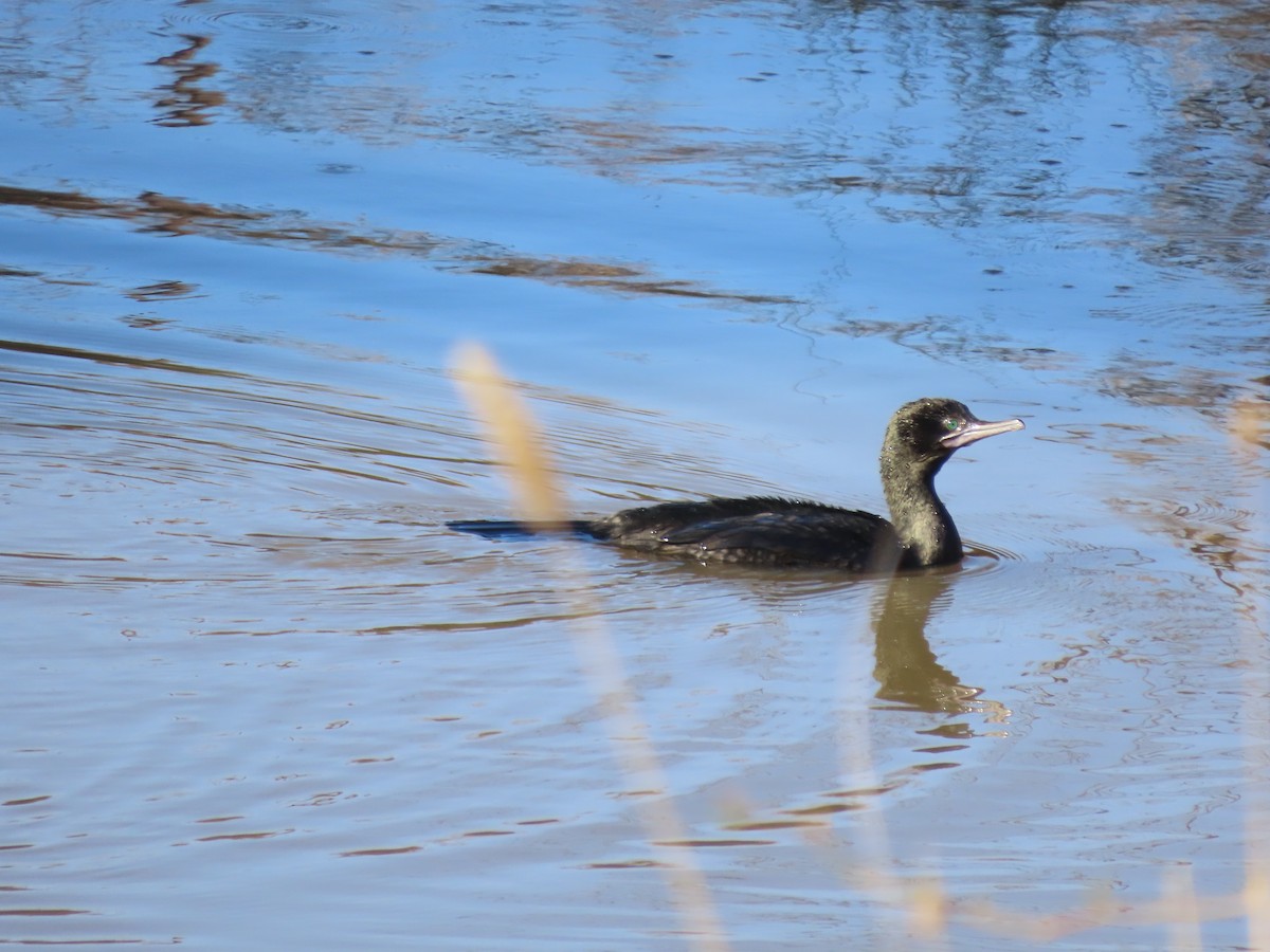 Little Black Cormorant - ML623655568