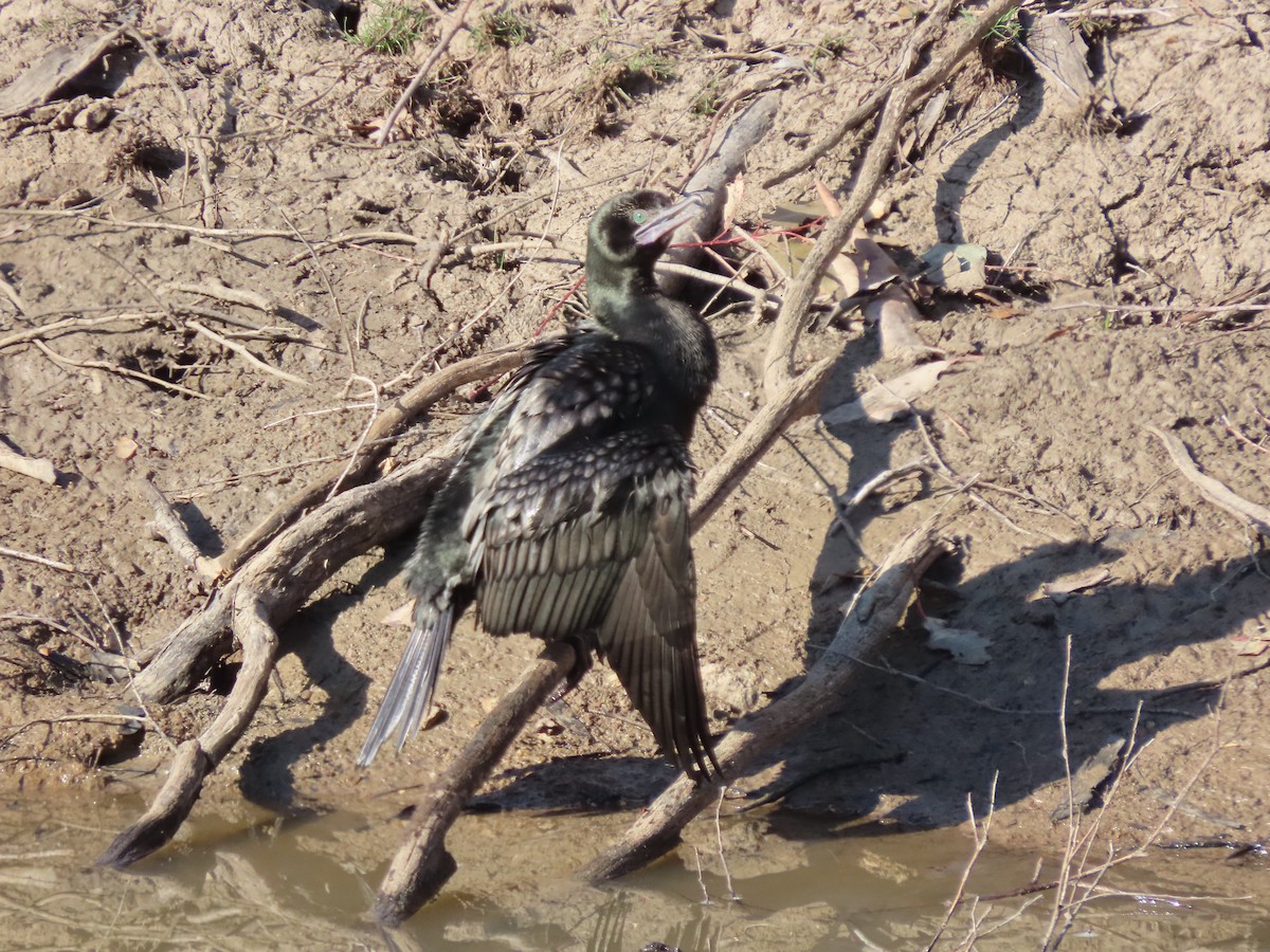 Little Black Cormorant - ML623655588