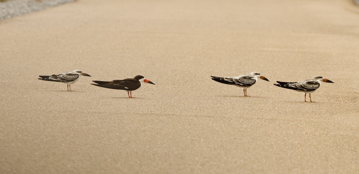 Black Skimmer - ML623655622