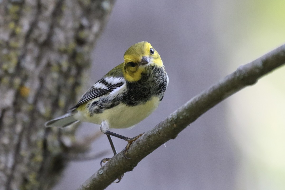 Black-throated Green Warbler - ML623655651