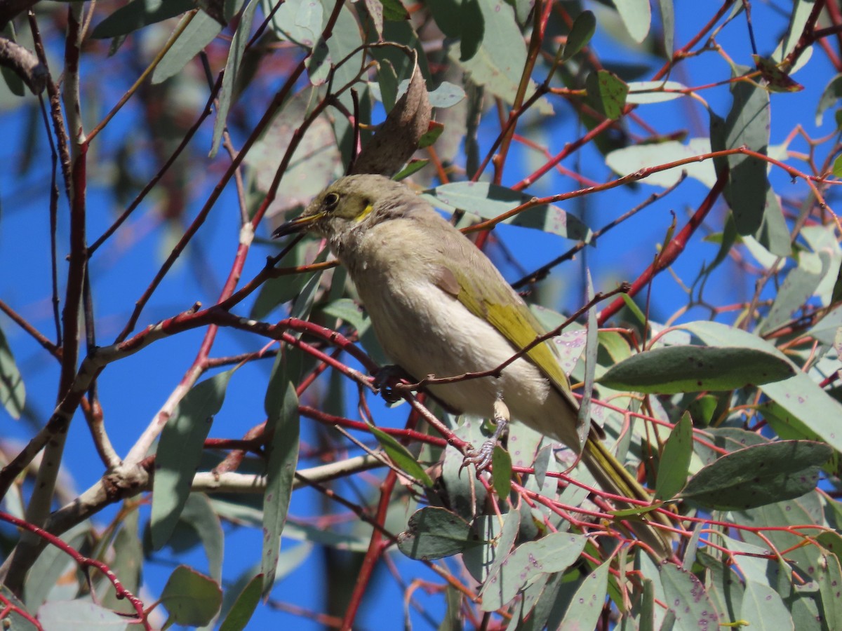 Fuscous Honeyeater - Sandra Henderson