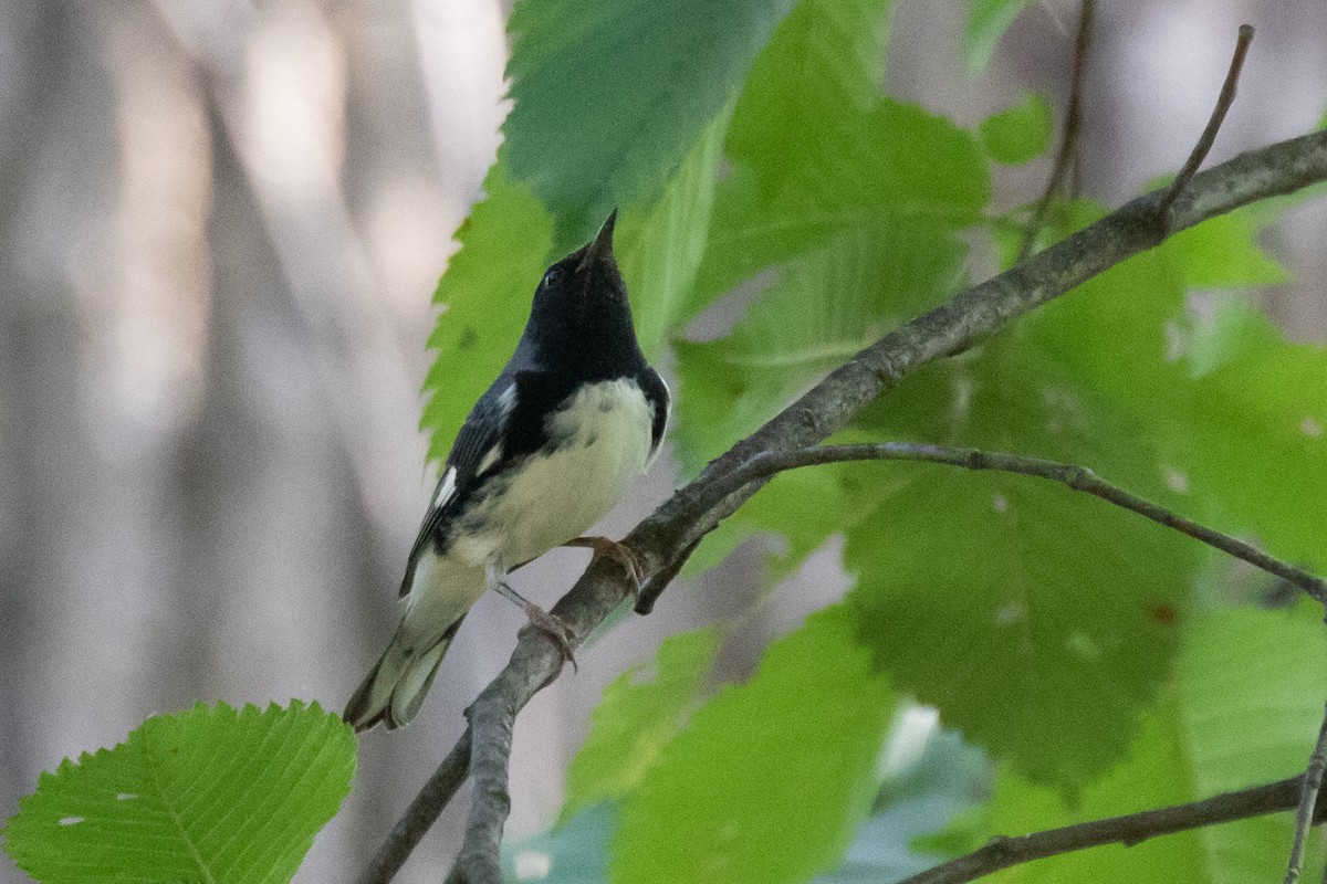 Black-throated Blue Warbler - ML623655655