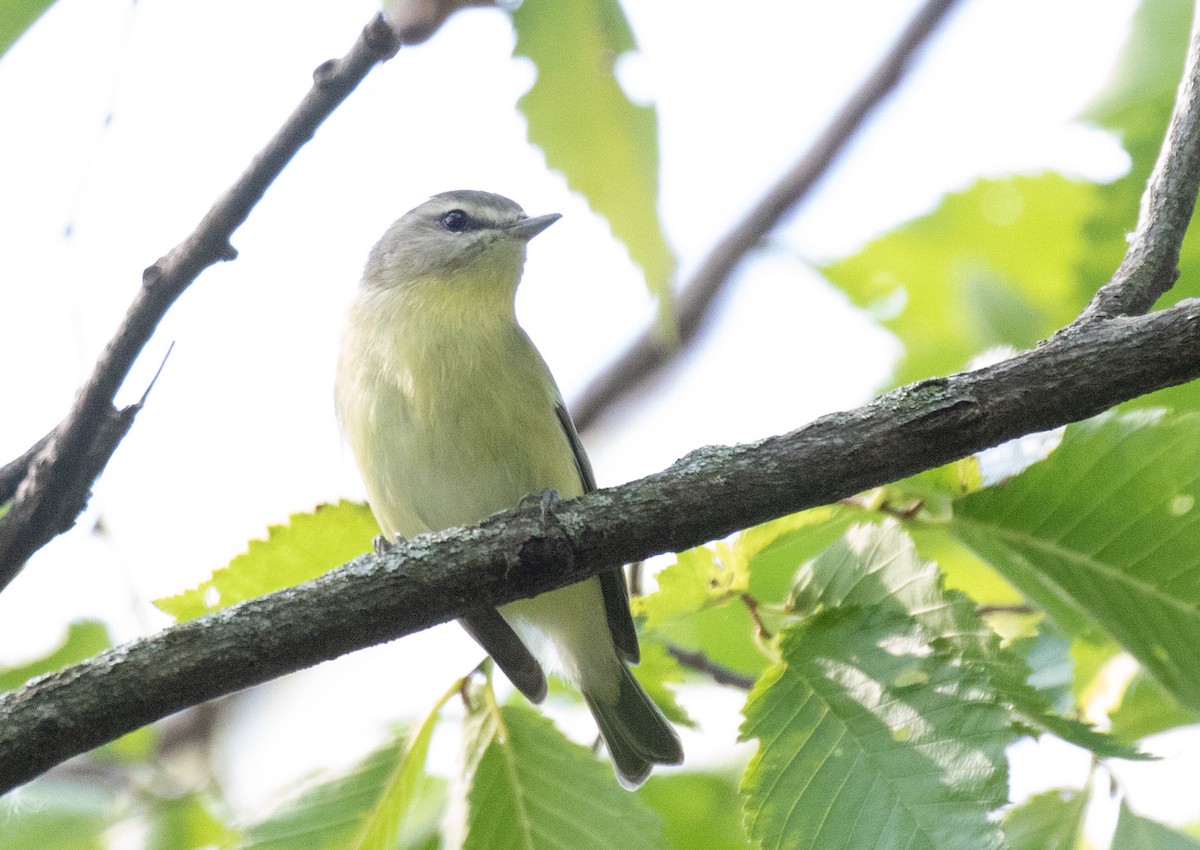 Philadelphia Vireo - ML623655661