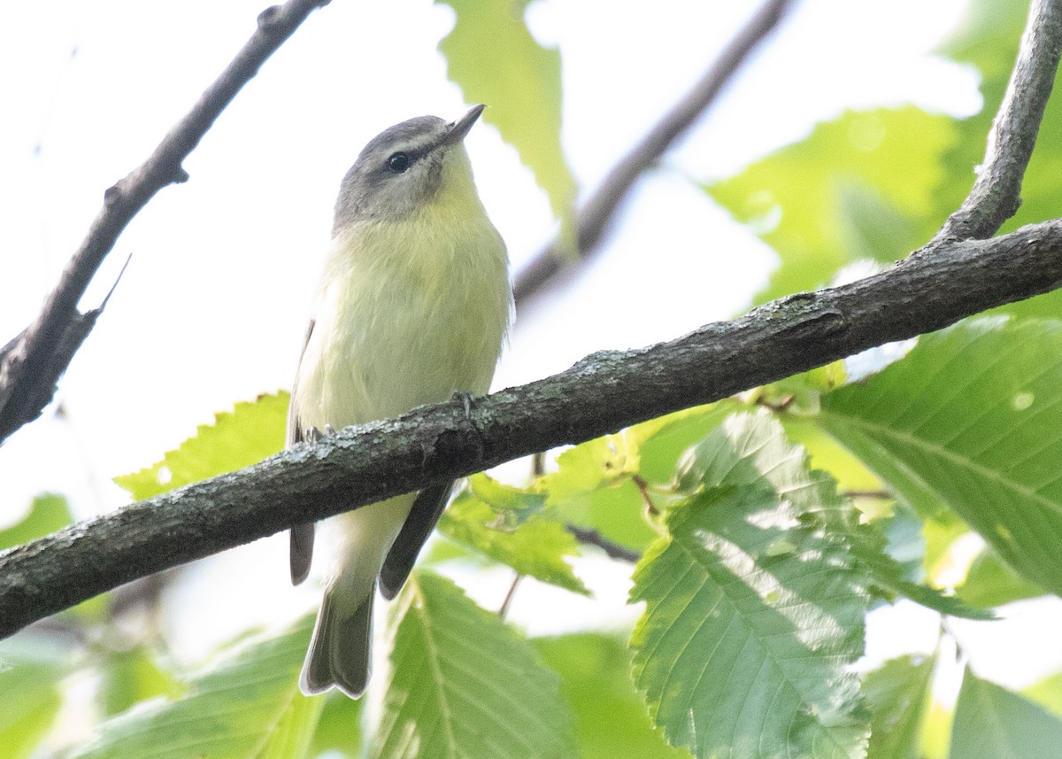 Philadelphia Vireo - ML623655662