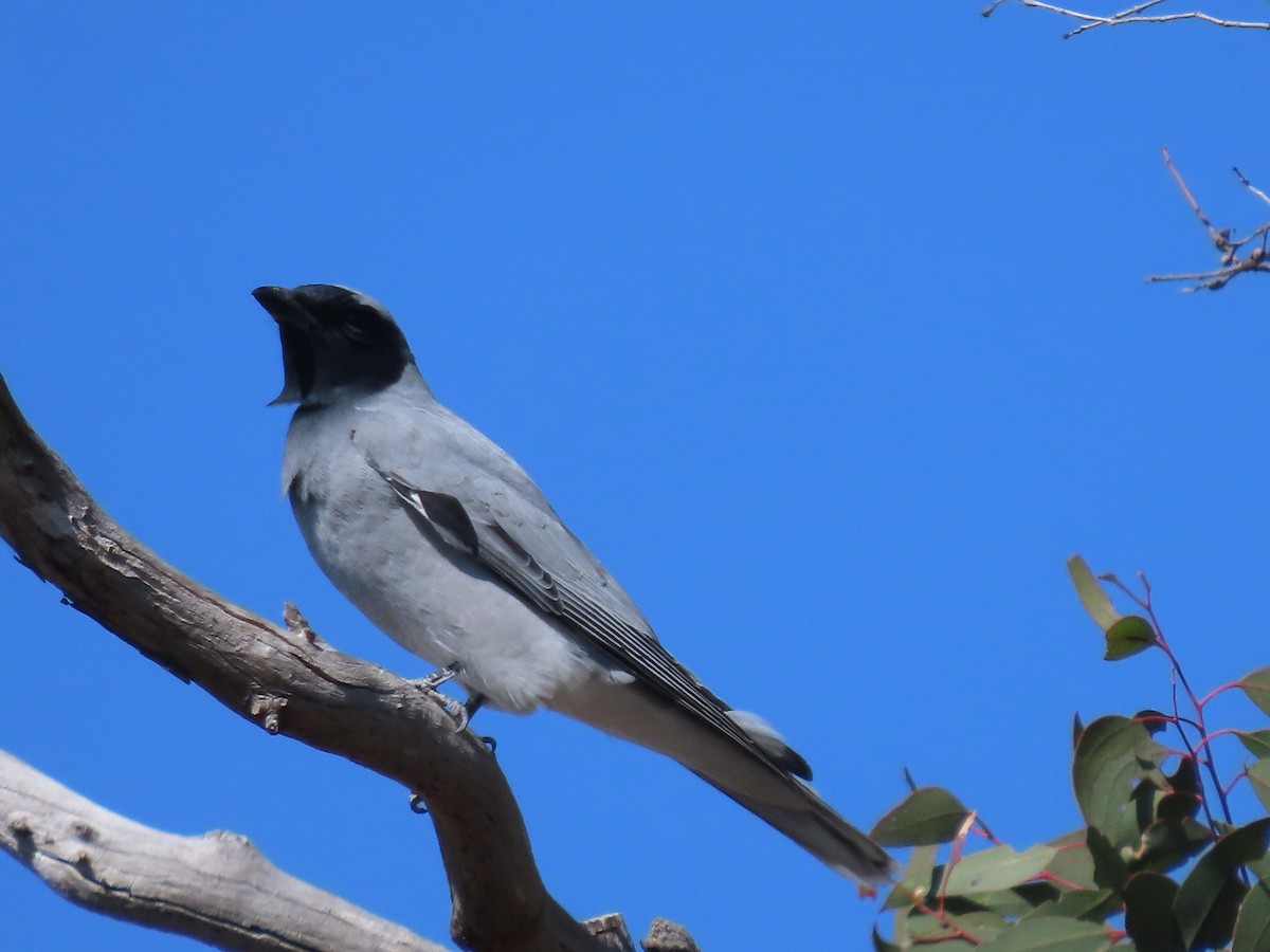 Black-faced Cuckooshrike - Sandra Henderson