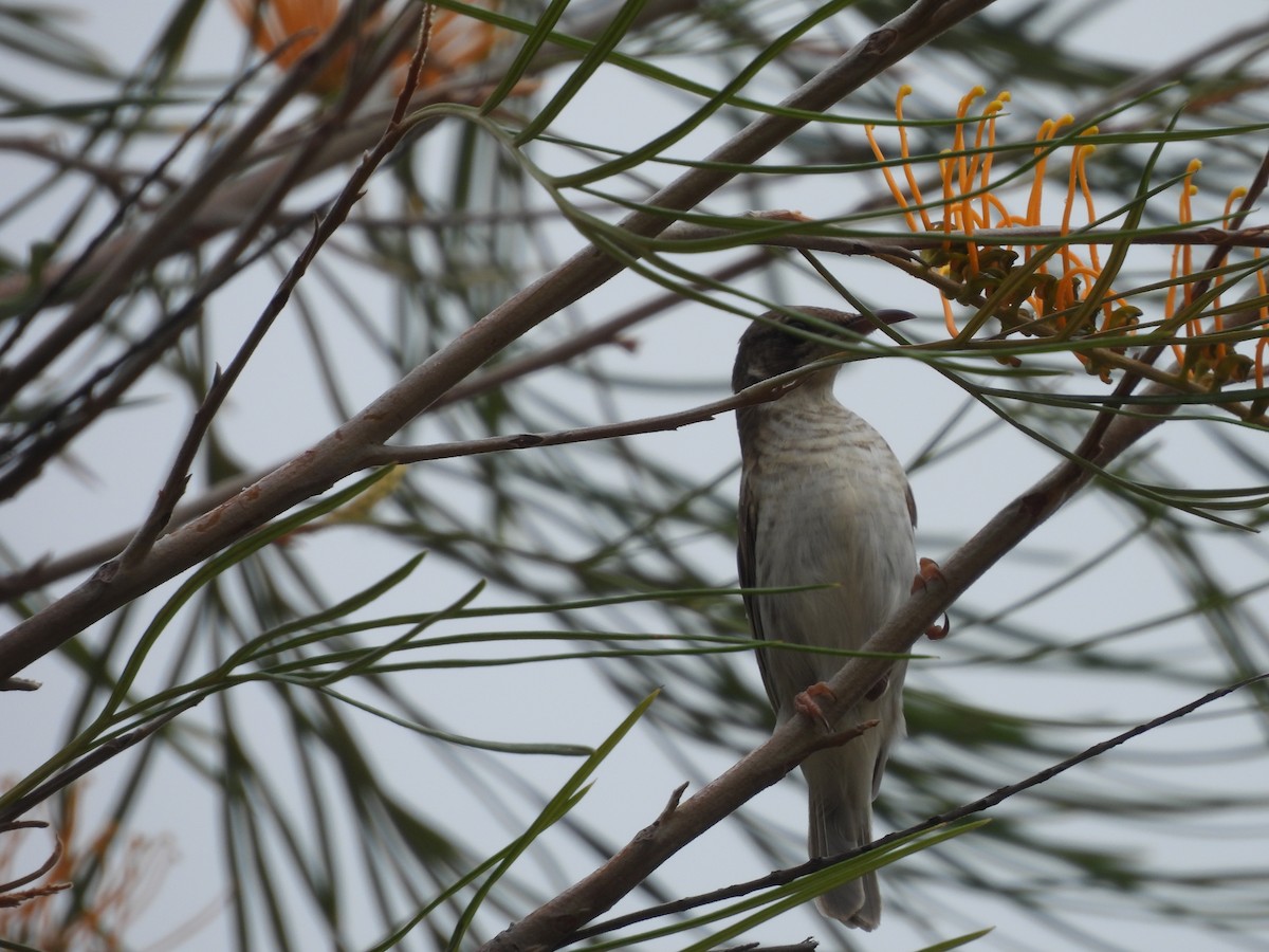 Brown-backed Honeyeater - ML623655666