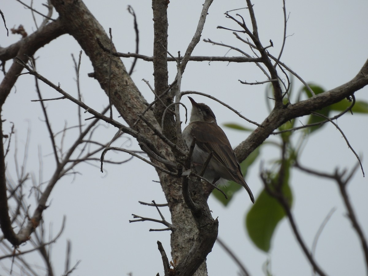 Brown-backed Honeyeater - ML623655667