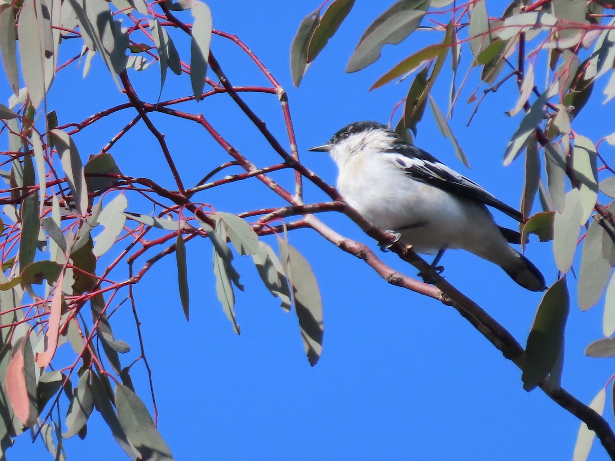 White-winged Triller - ML623655671