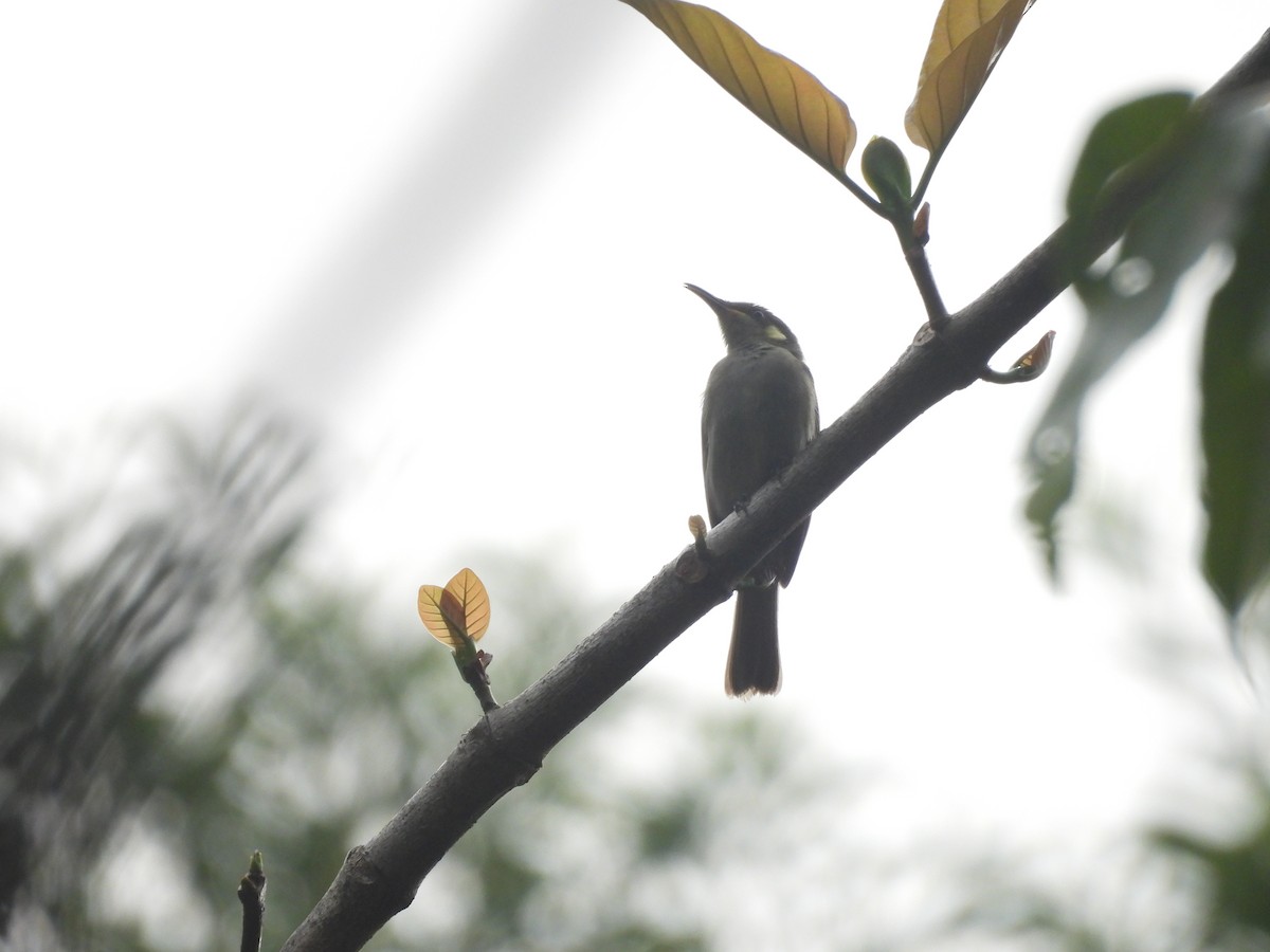 Graceful Honeyeater - ML623655690