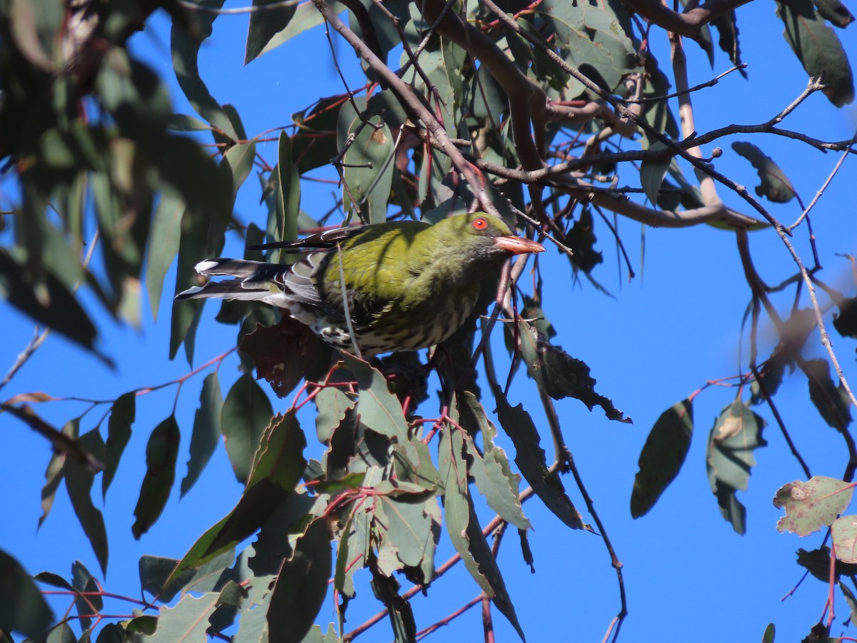 Olive-backed Oriole - Sandra Henderson