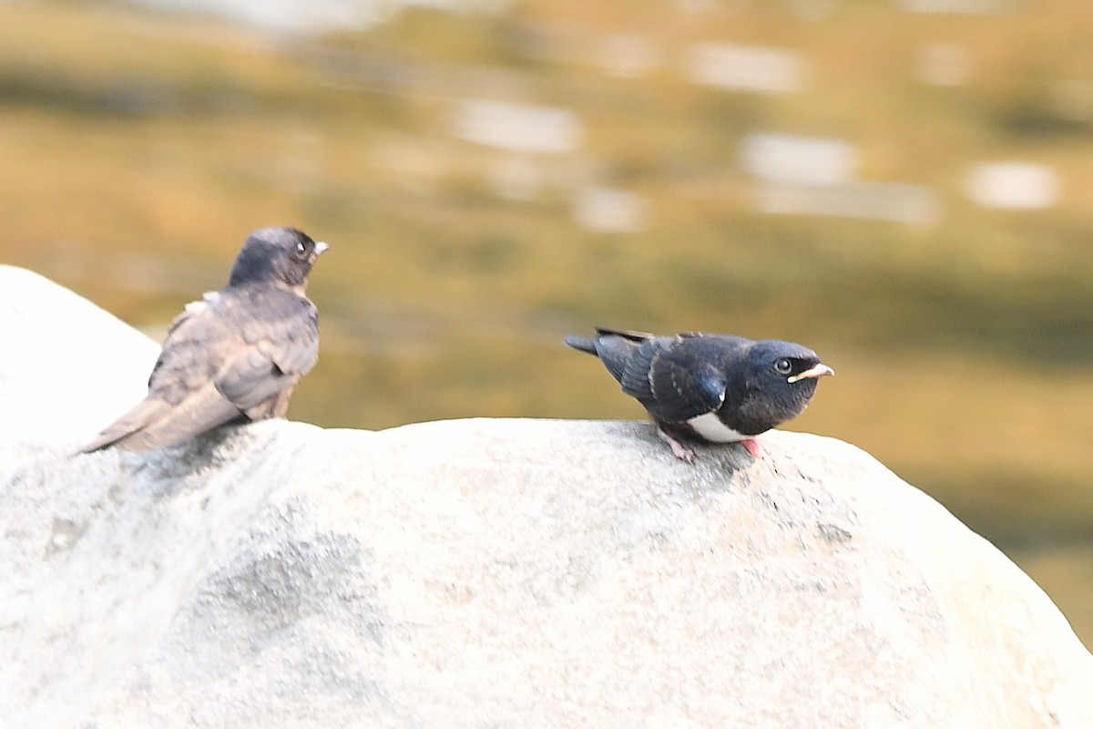 White-banded Swallow - ML623655717