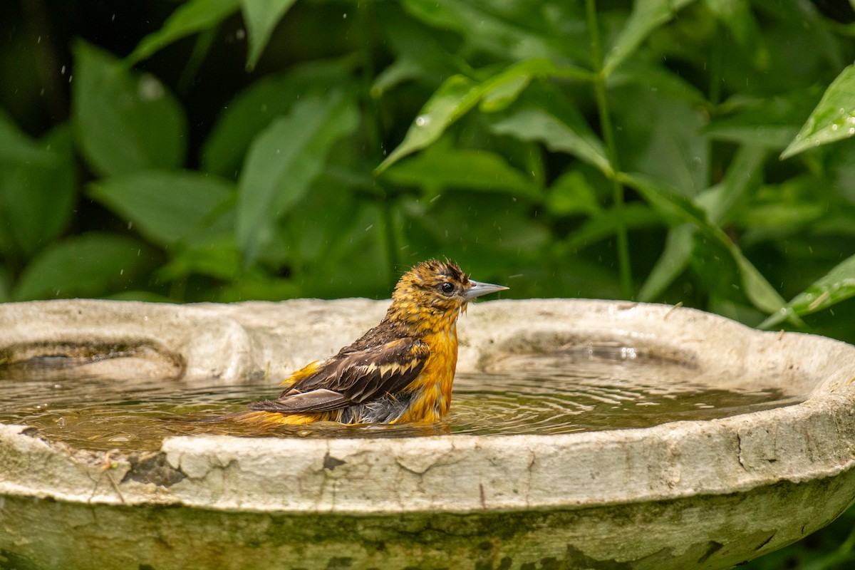 Baltimore Oriole - ML623655742
