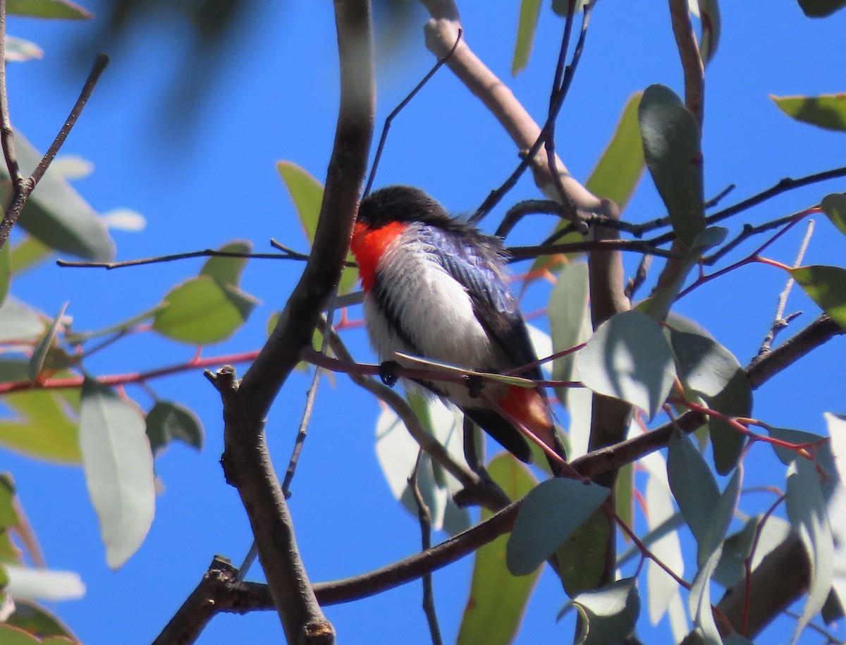 Mistletoebird - ML623655743