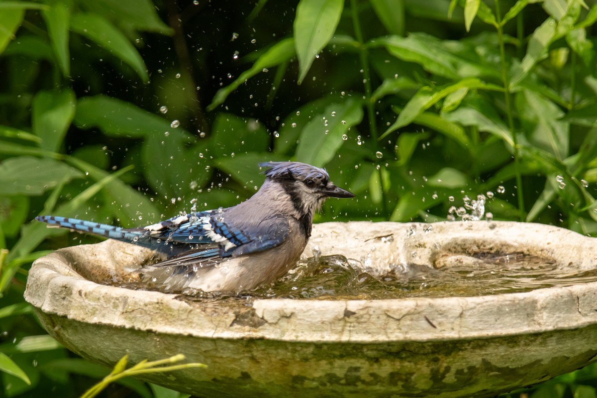 Blue Jay - ML623655786