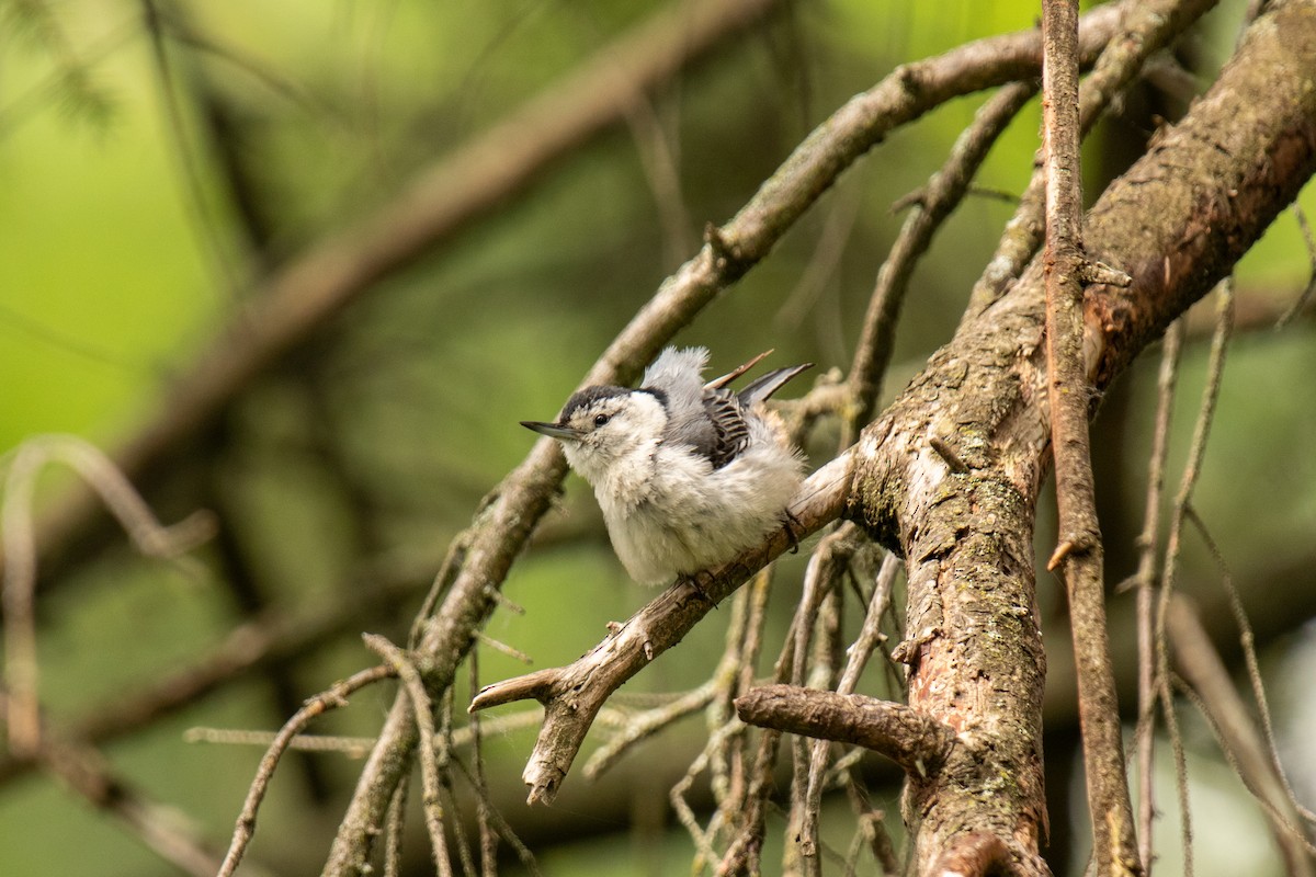 White-breasted Nuthatch - ML623655801