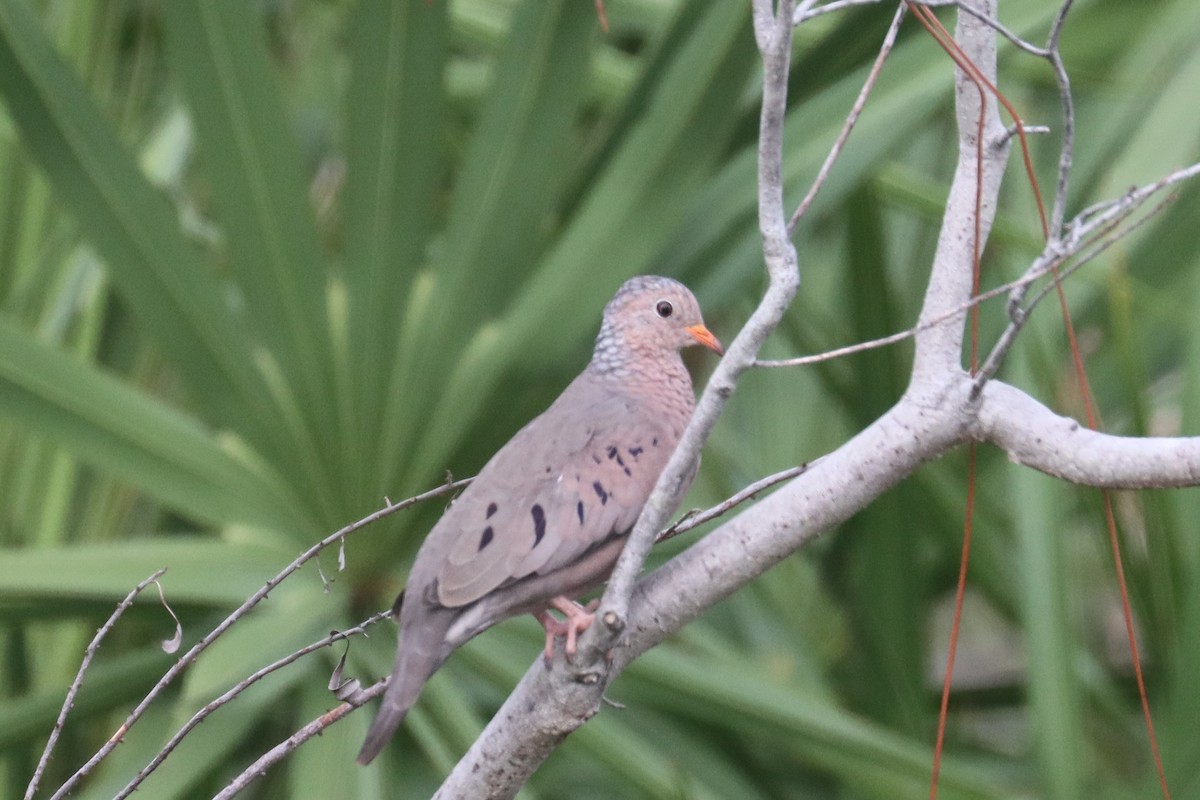 Common Ground Dove - ML623655885