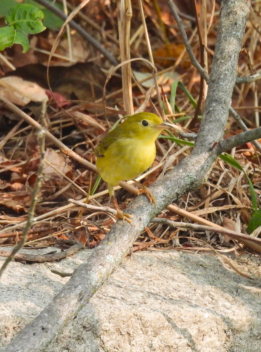 Yellow Warbler - ML623655886