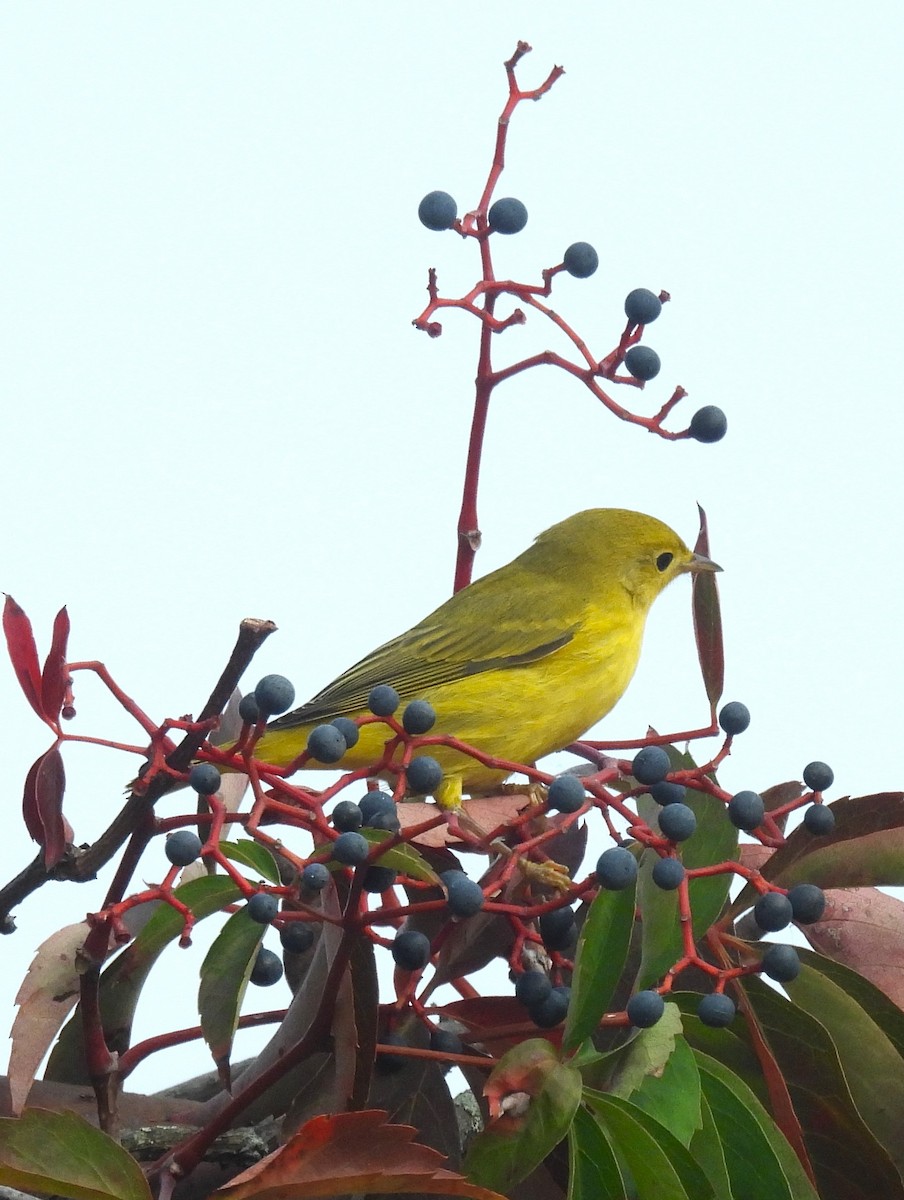 Yellow Warbler - ML623655888