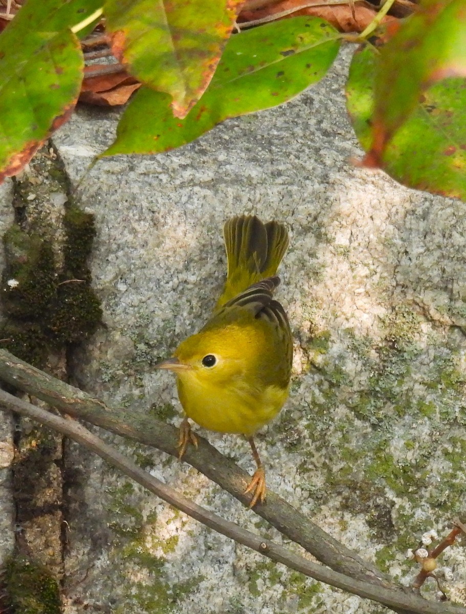 Yellow Warbler - ML623655889