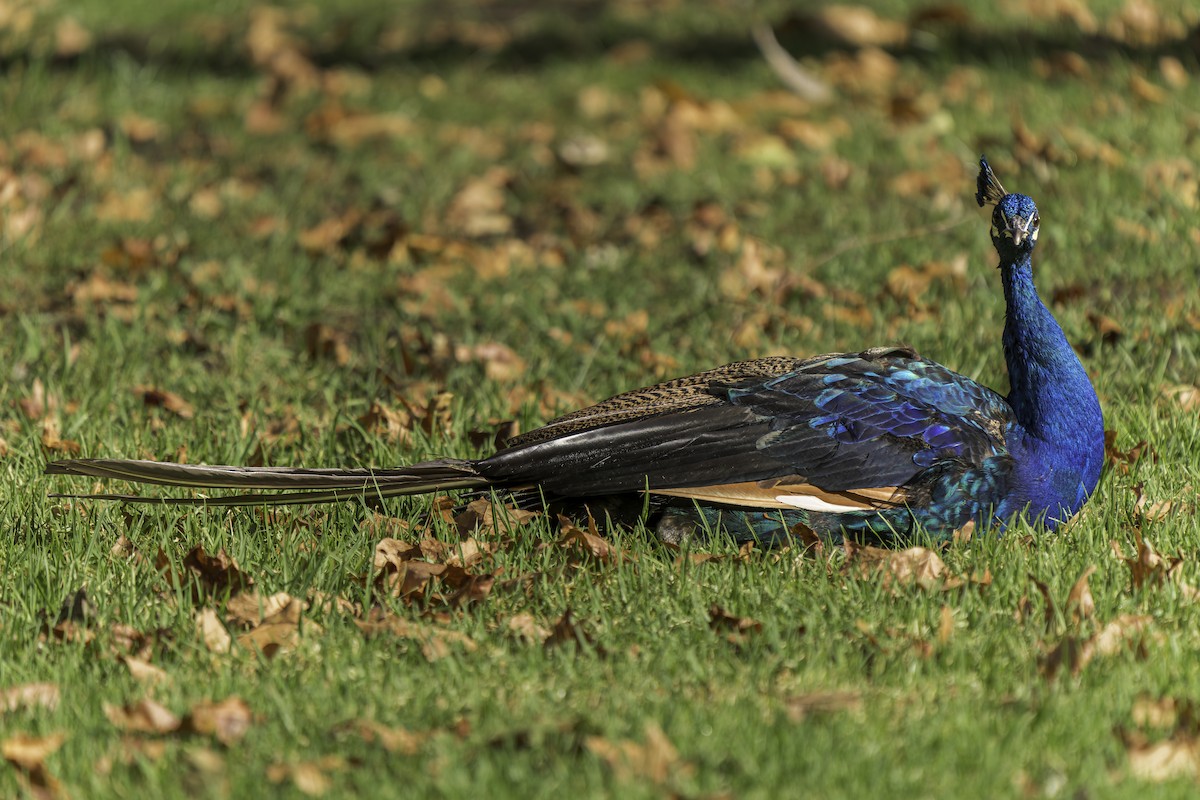 Indian Peafowl (Domestic type) - ML623655910