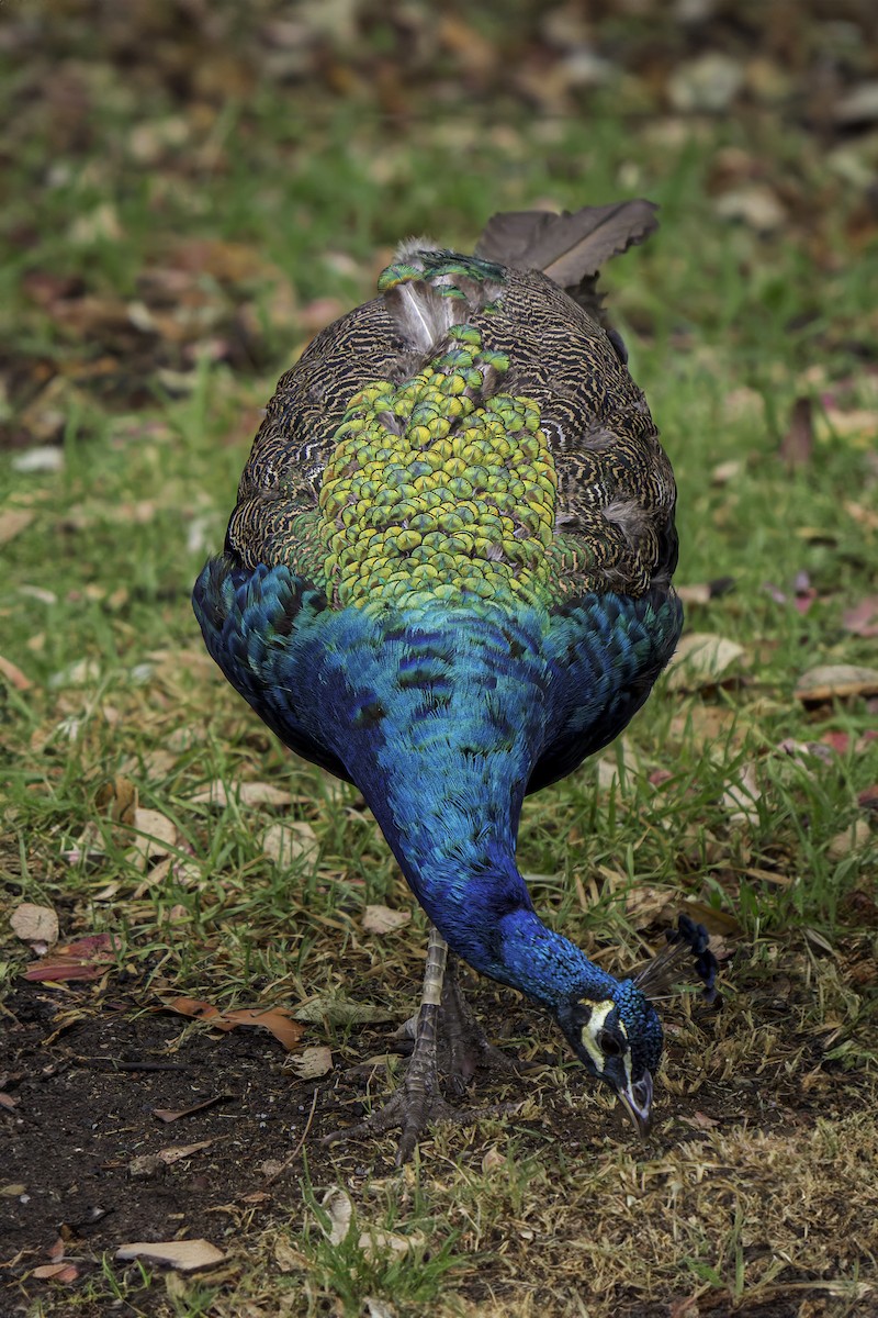 Indian Peafowl (Domestic type) - ML623655911