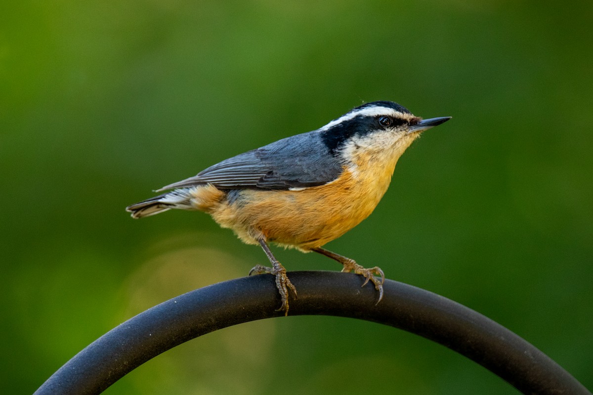 Red-breasted Nuthatch - ML623655912
