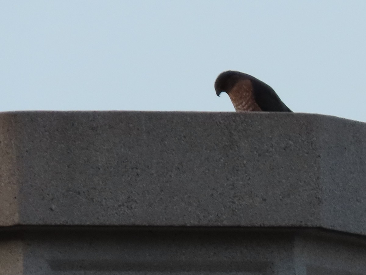 Cooper's Hawk - ML623655937