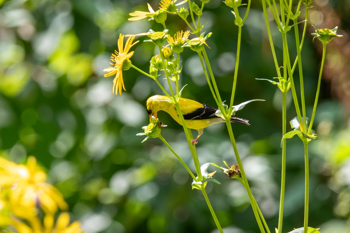 American Goldfinch - ML623655962