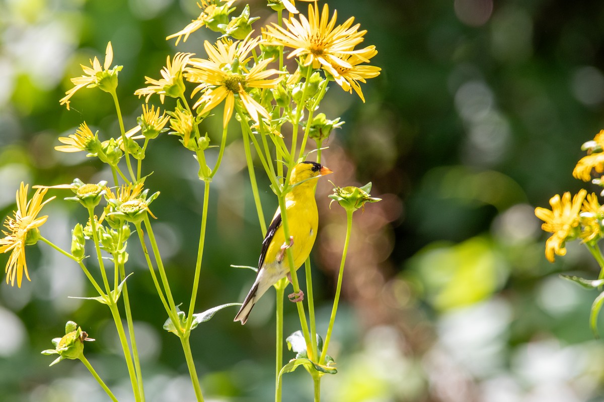 American Goldfinch - Carson Evich
