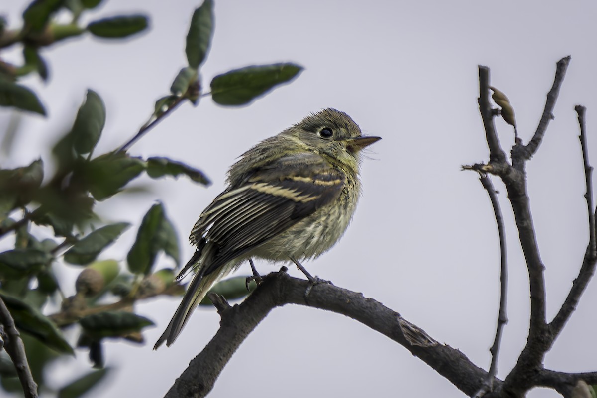 Western Flycatcher - ML623655984