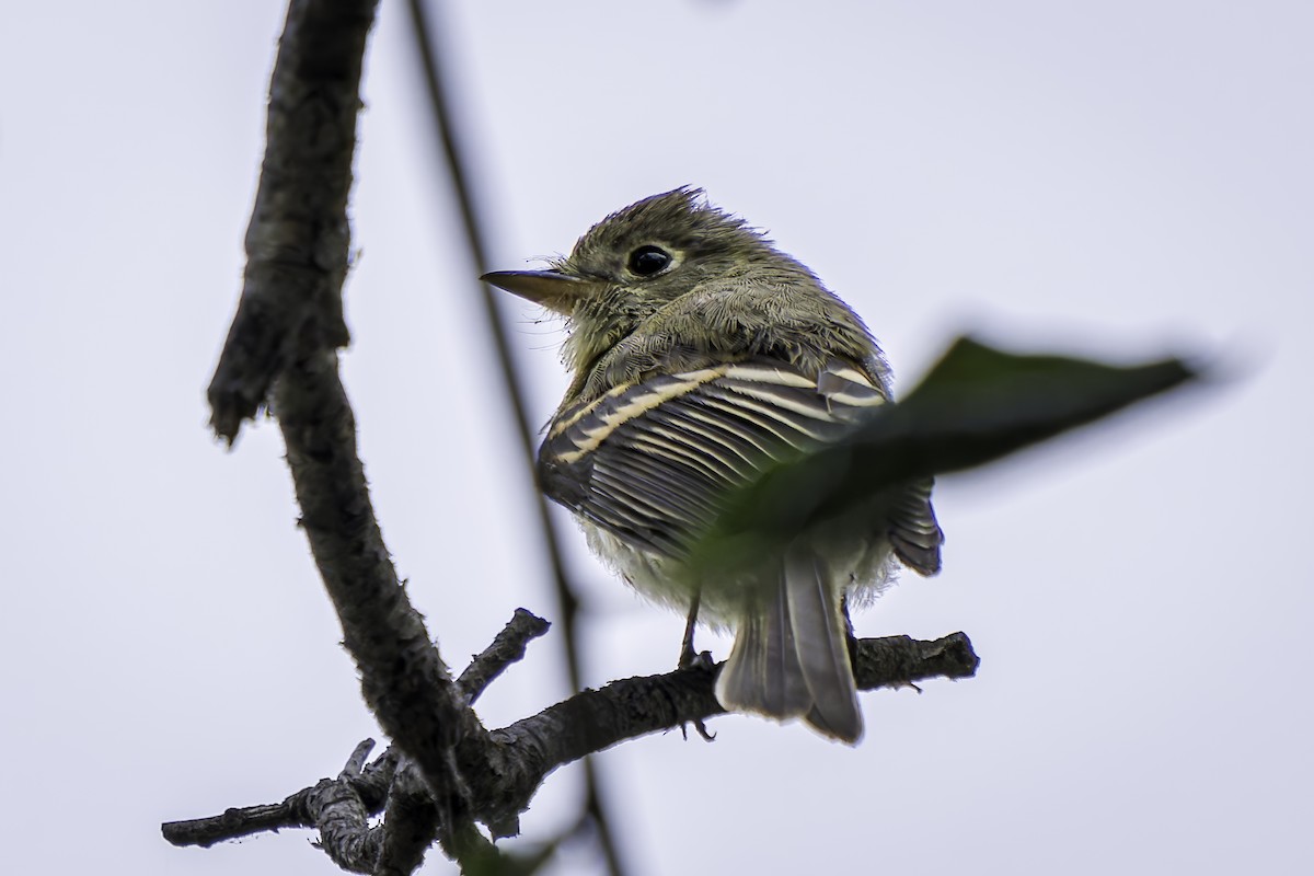 Western Flycatcher - ML623655986