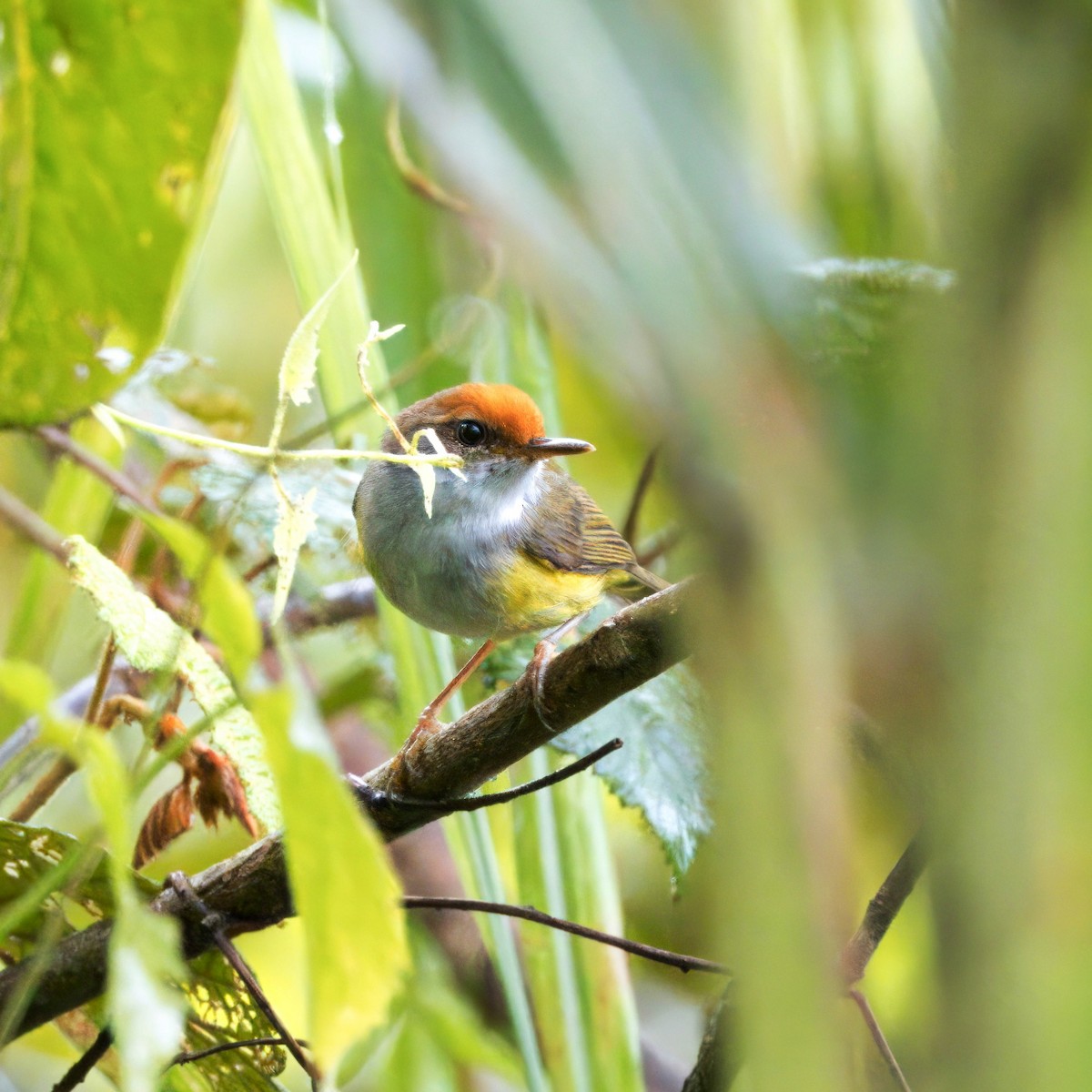 Mountain Tailorbird - ML623655996