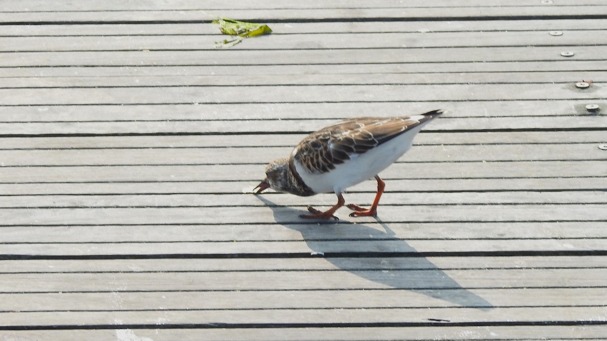 Ruddy Turnstone - ML623656006