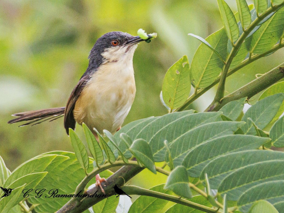 Ashy Prinia - ML623656047