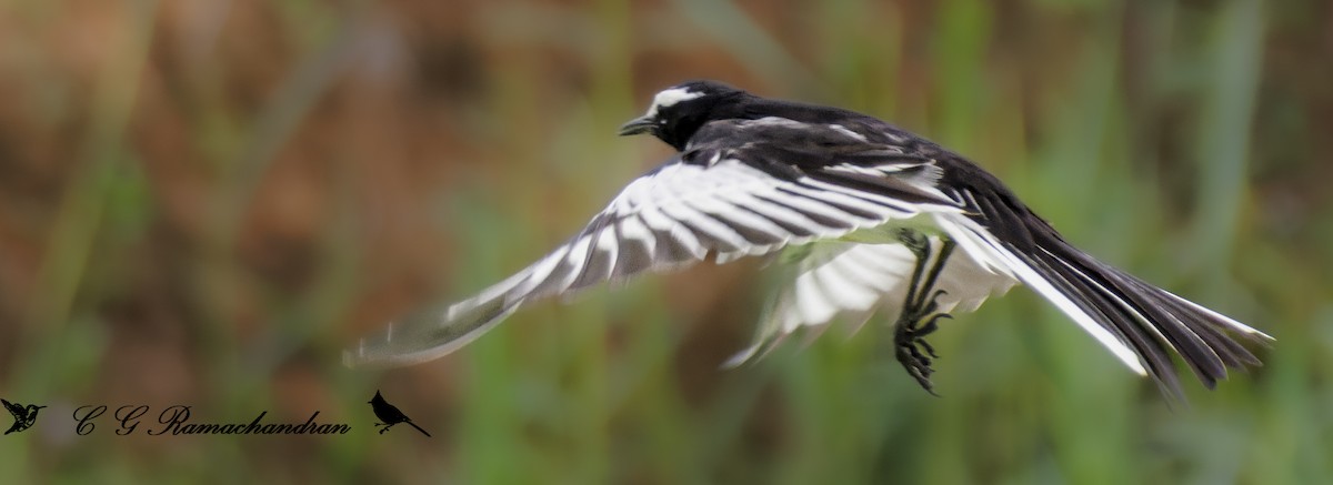 White-browed Wagtail - ML623656093