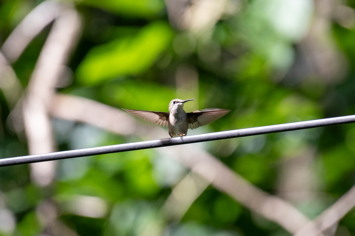 Ruby-throated Hummingbird - ML623656094
