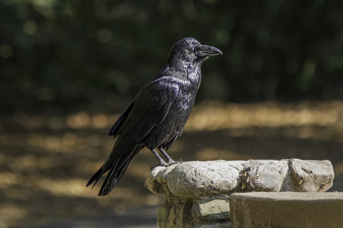 Common Raven - ML623656097