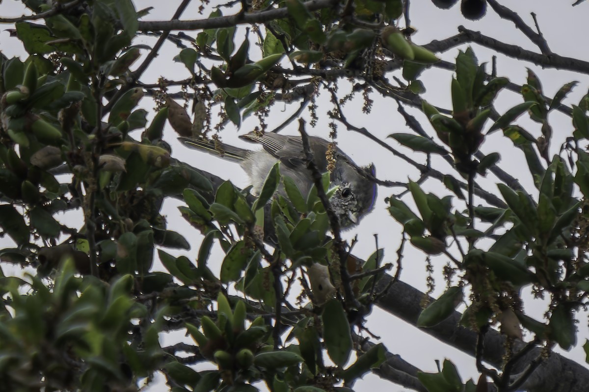 Oak Titmouse - ML623656108