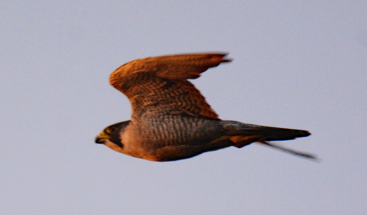 Peregrine Falcon - ML623656168