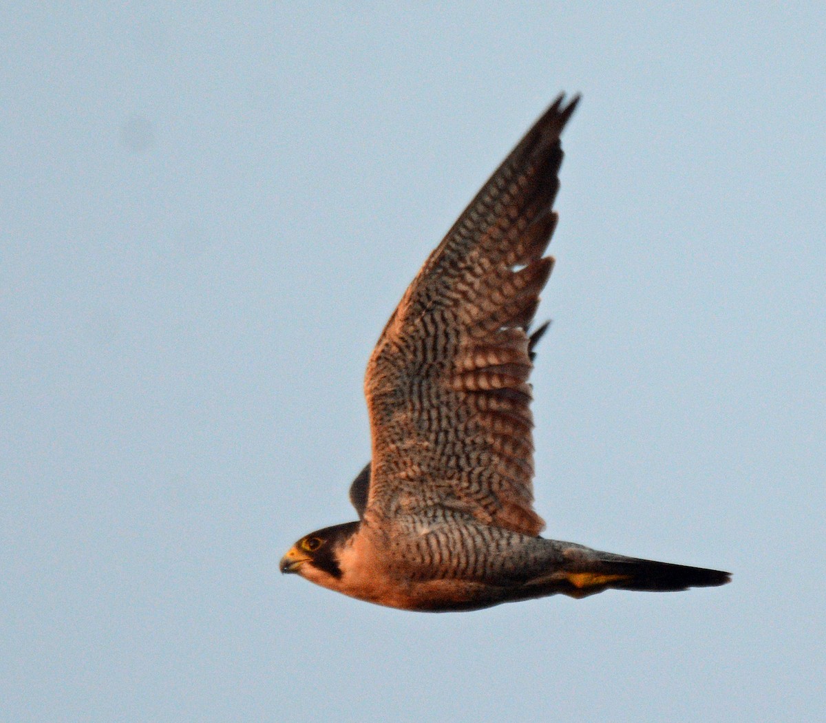 Peregrine Falcon - ML623656169