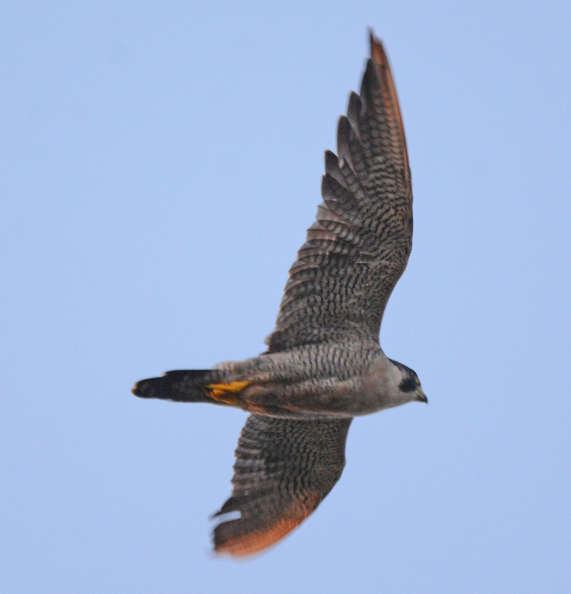 Peregrine Falcon - ML623656170