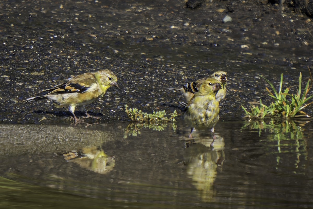 American Goldfinch - ML623656195