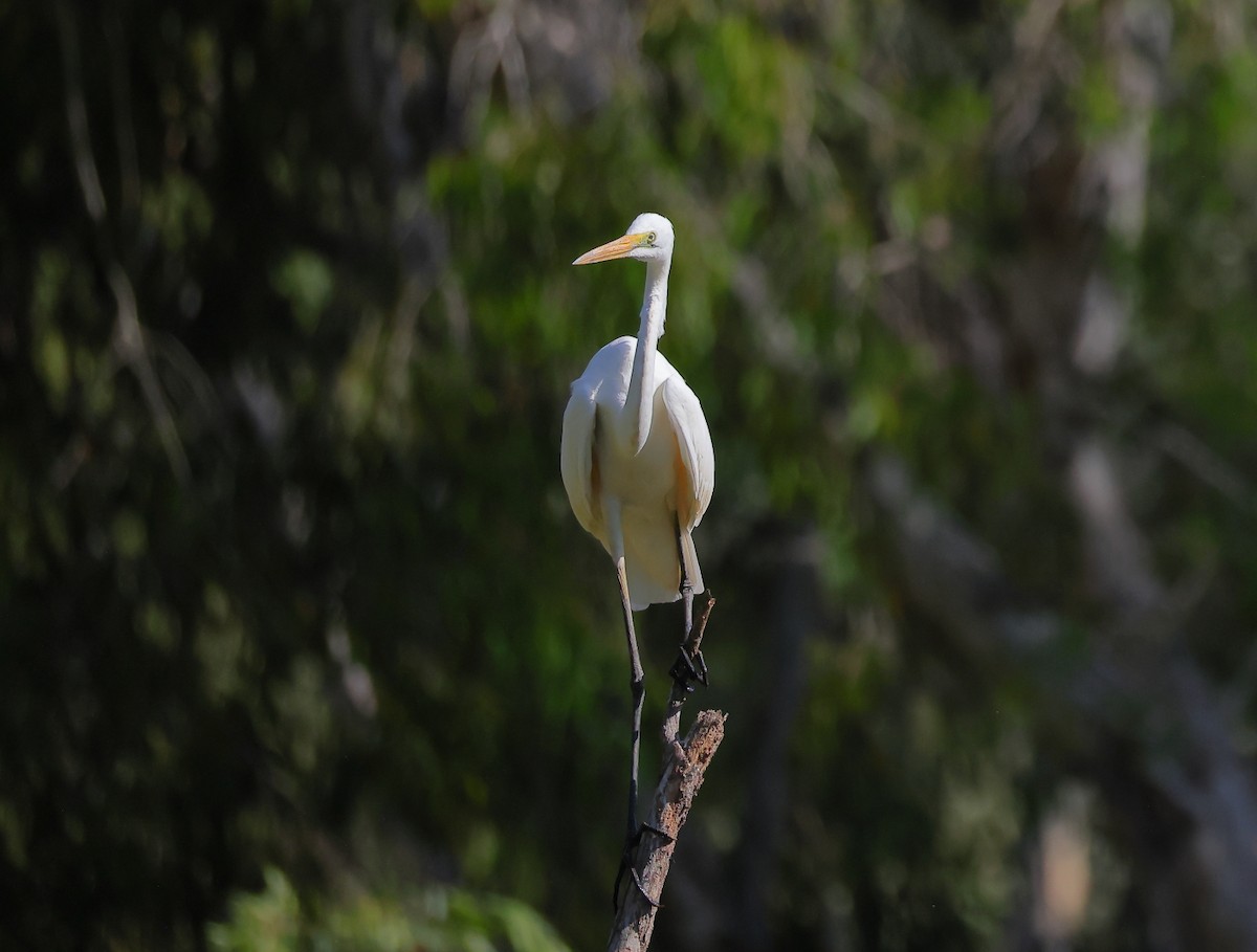 Great Egret - Tony Ashton