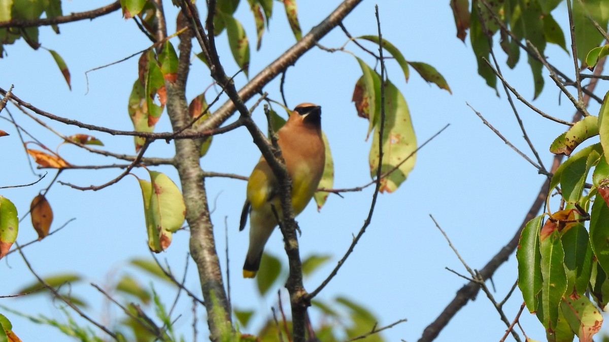 Cedar Waxwing - ML623656244