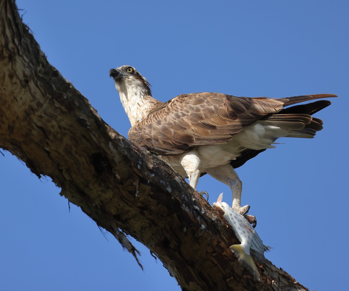 Osprey (Australasian) - ML623656247